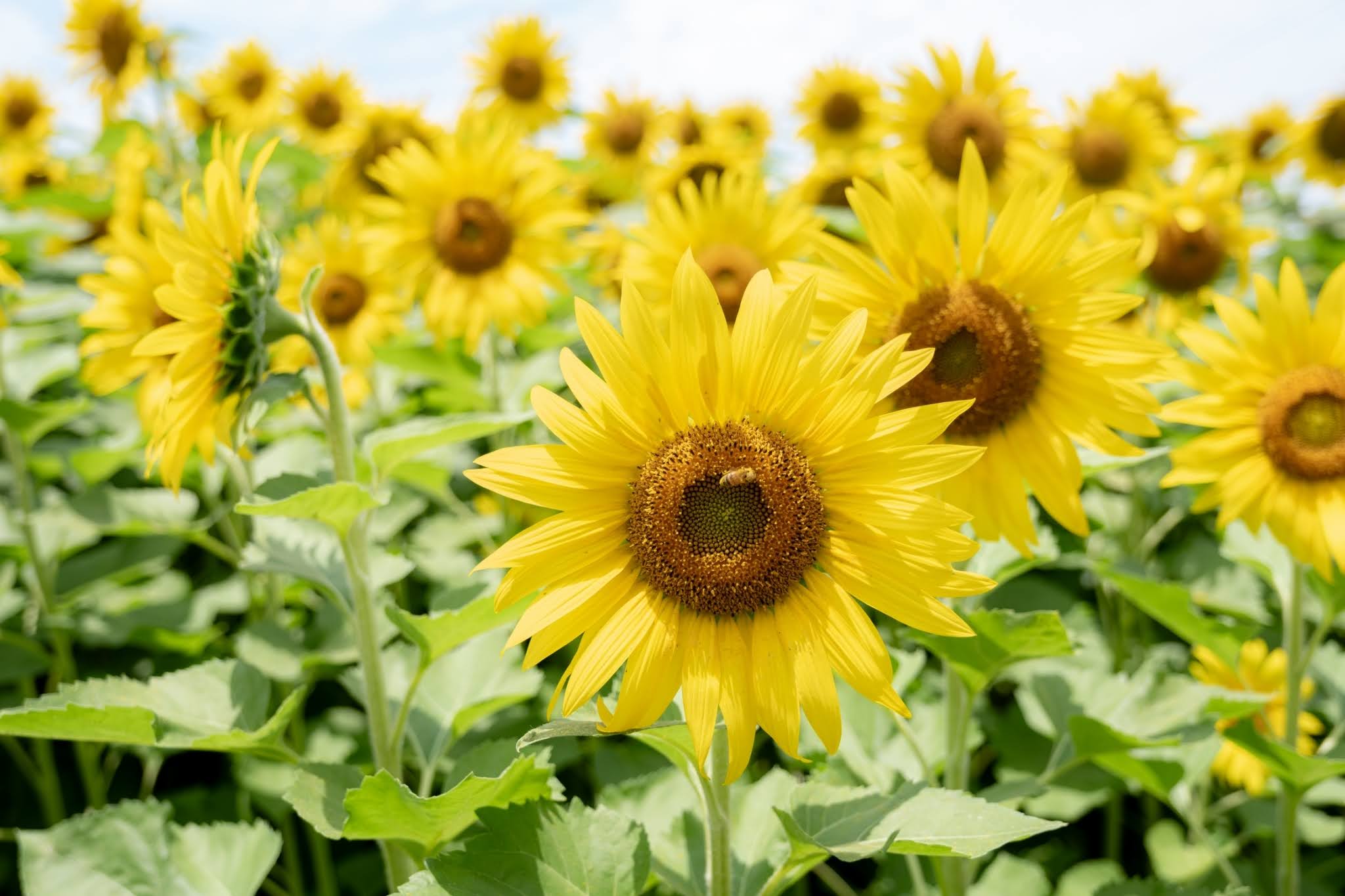 まんのうひまわりポン酢 – SUNNYSIDE FIELDS STORE